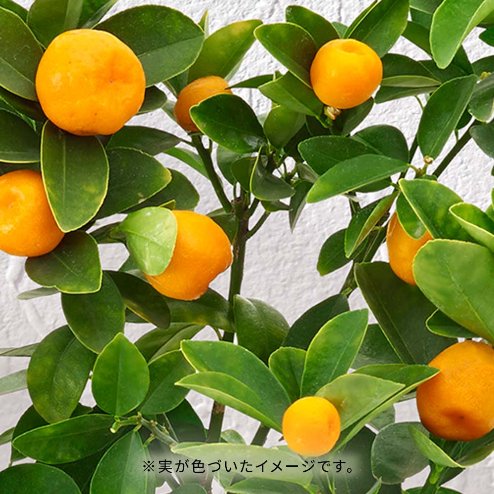 【敬老の日まだ間に合う！】 敬老の日 キンカン「福寿金柑」(5号)