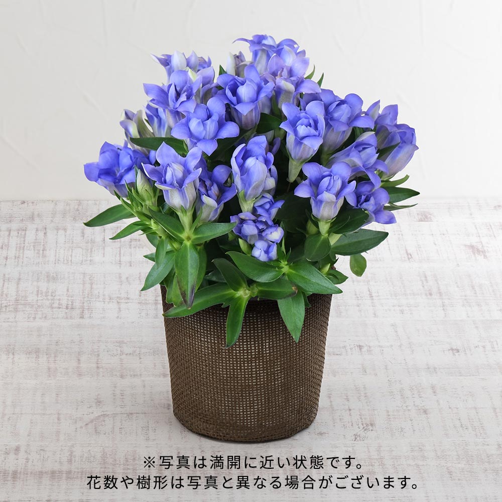 【敬老の日まだ間に合う！】 敬老の日 八重咲リンドウ「アシロブーケ 青系」(4号)