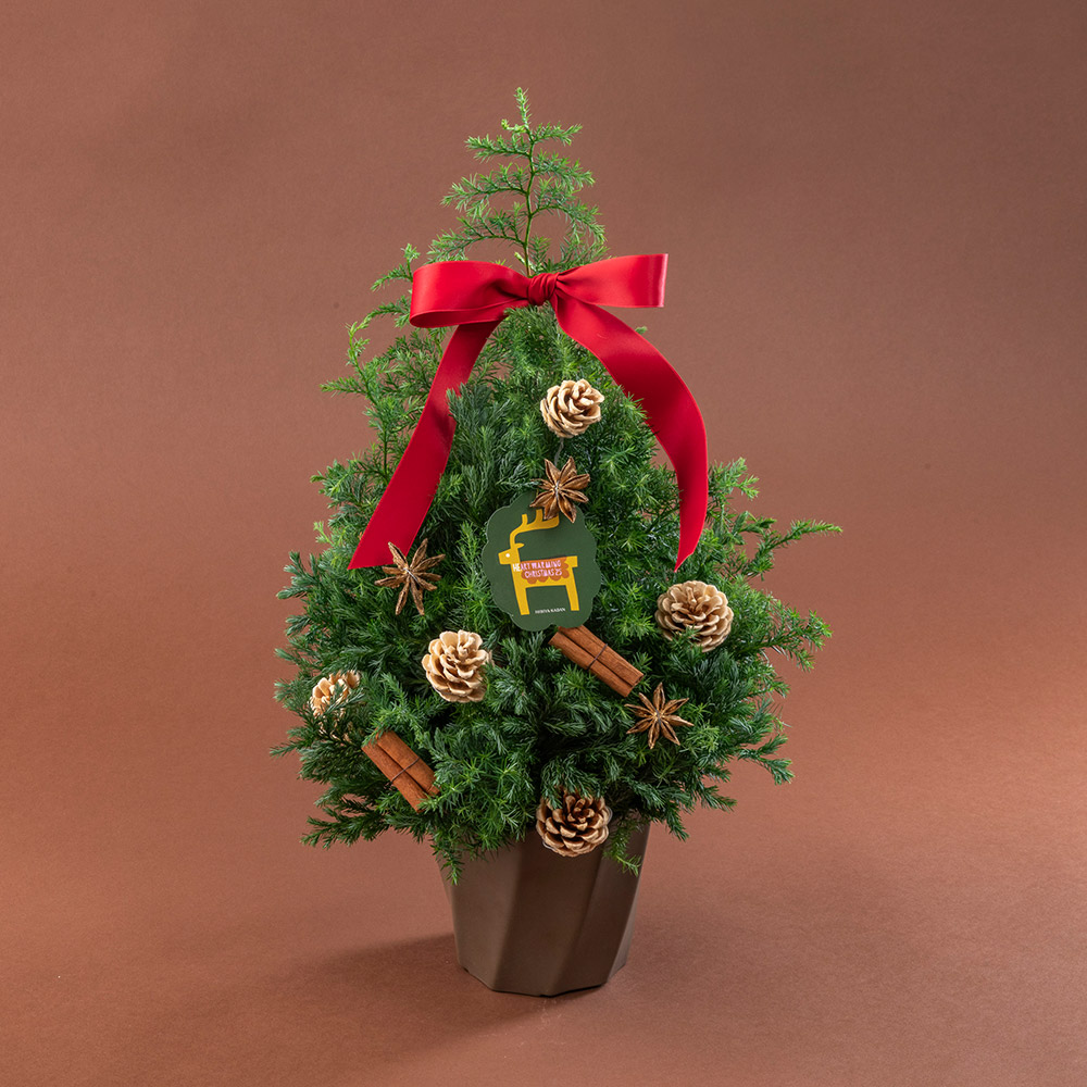クリスマス フレッシュツリー「ノエル」