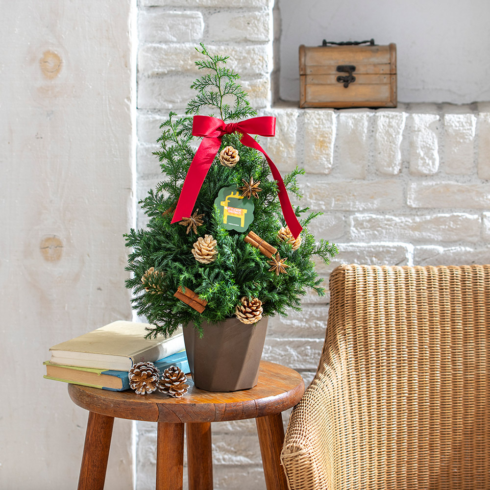 クリスマス フレッシュツリー「ノエル」