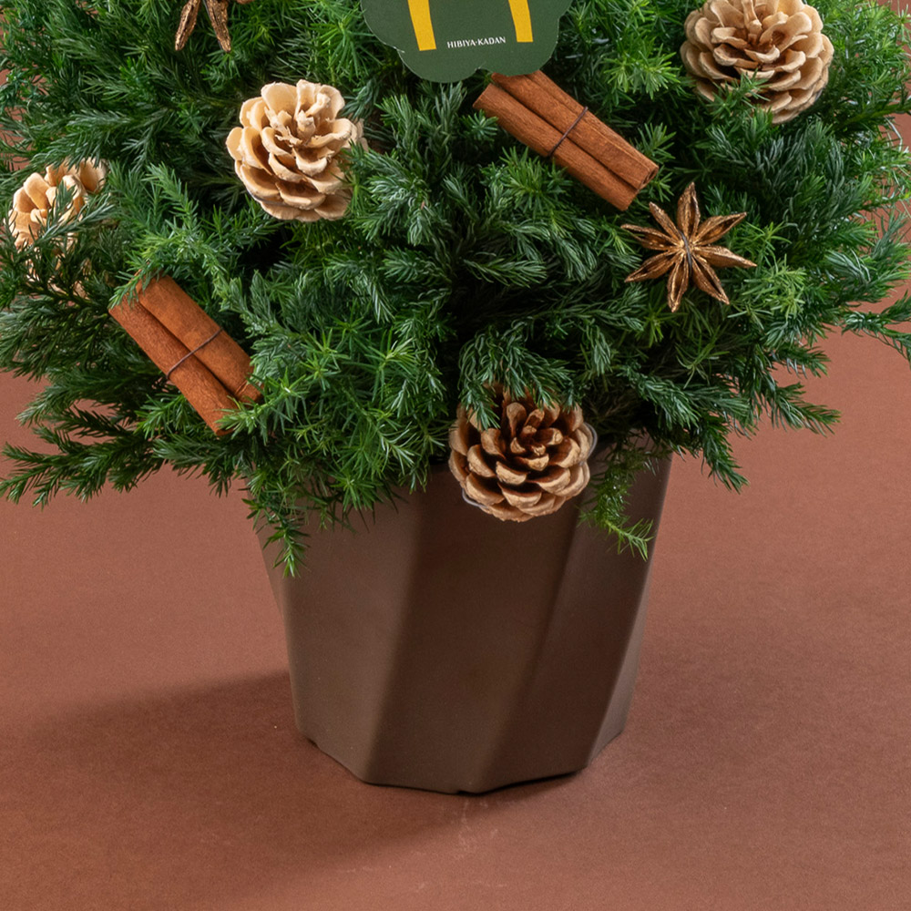 クリスマス フレッシュツリー「ノエル」