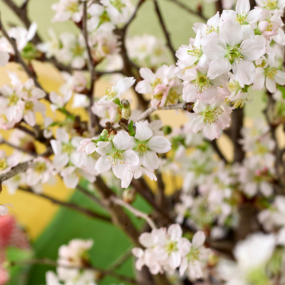 お正月 ボックスフラワー「啓翁桜」