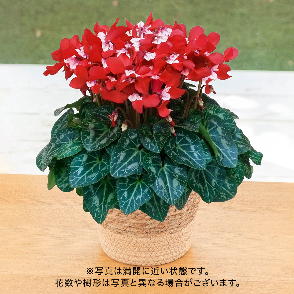 お歳暮 シクラメン「ジックスワインレッド」（5号）
