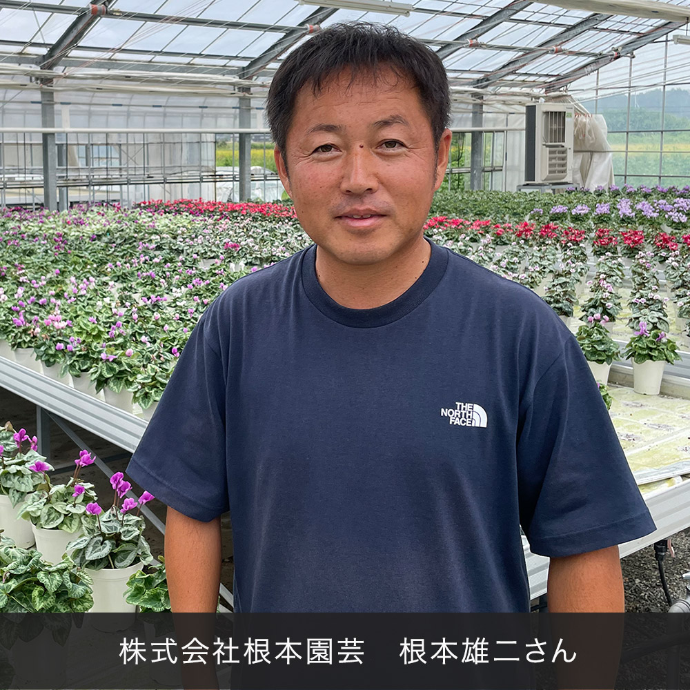 お歳暮 シクラメン「イリュージア」（5号）