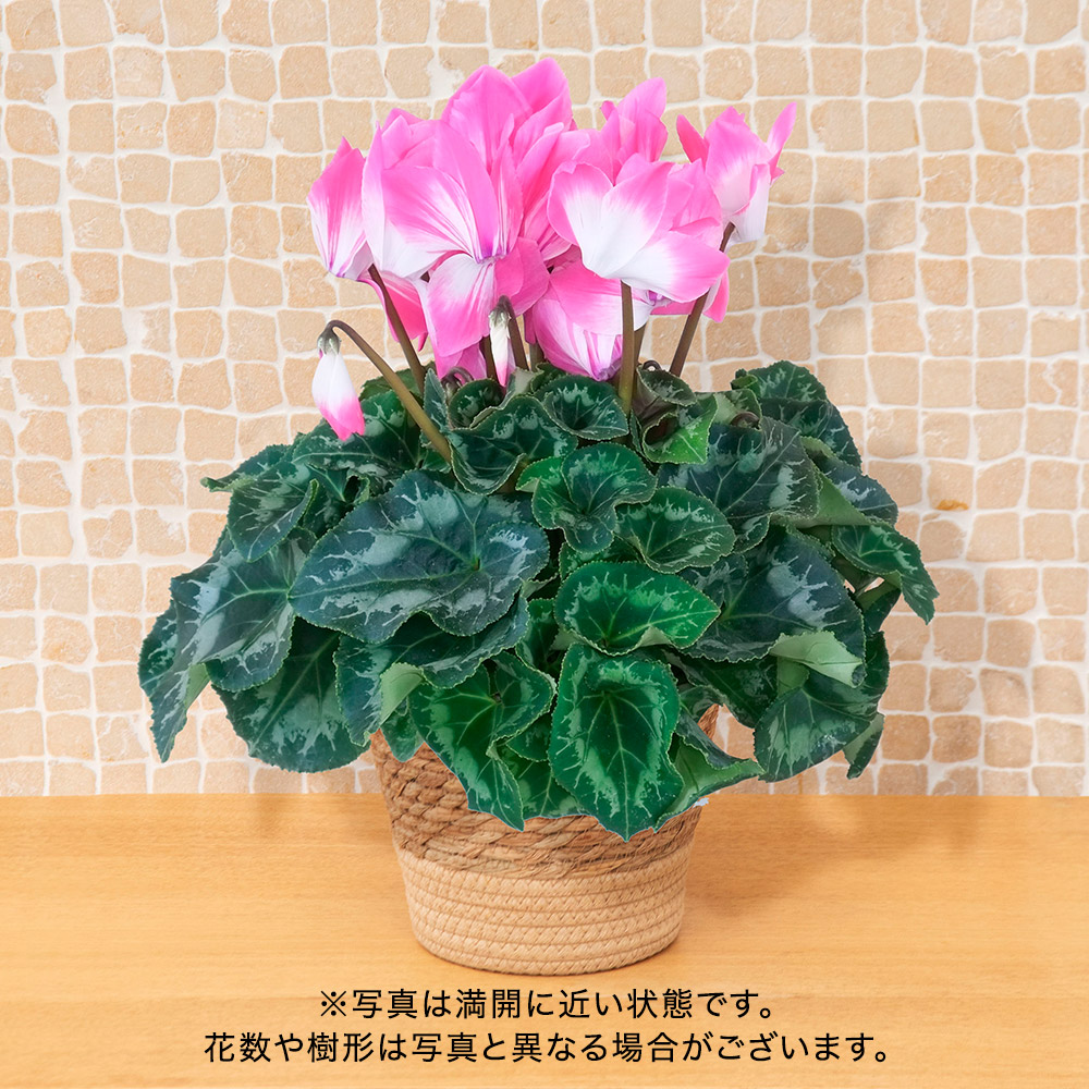 お歳暮 シクラメン「フュージョンラージ ネオピンク」（5号）