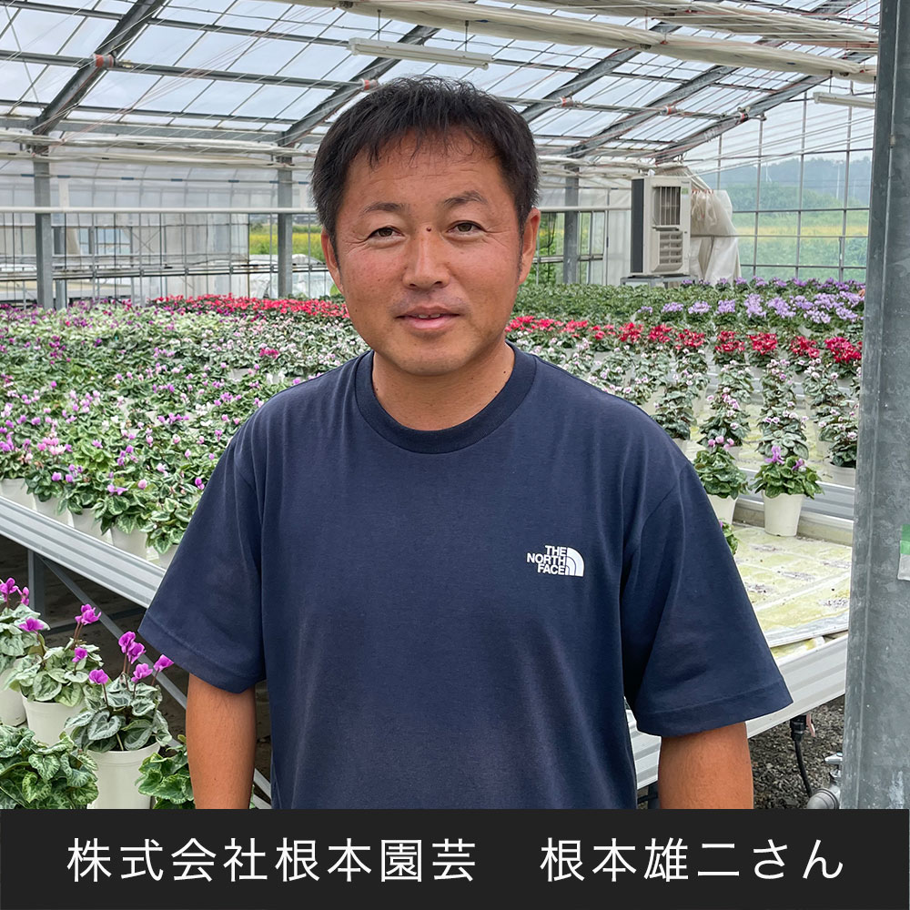 お歳暮 根本園芸 シクラメン「ラピスラズリ」（6号）
