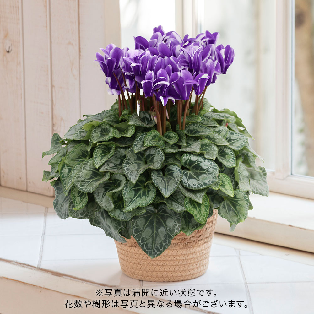お歳暮 大栄花園 シクラメン「胡蝶」（5号）