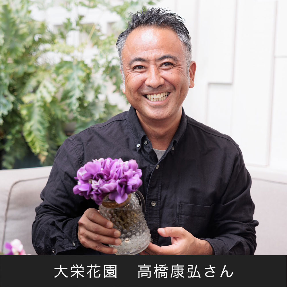 お歳暮 大栄花園 シクラメン「胡蝶」（5号）
