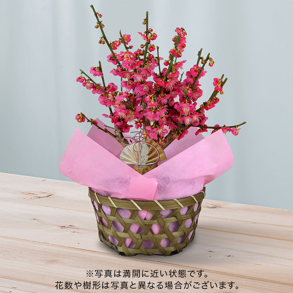 お正月 紅梅（5号）