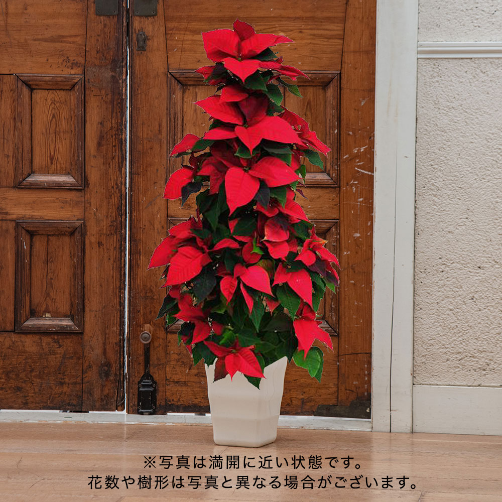 クリスマス ポインセチア タワー仕立て（7号）