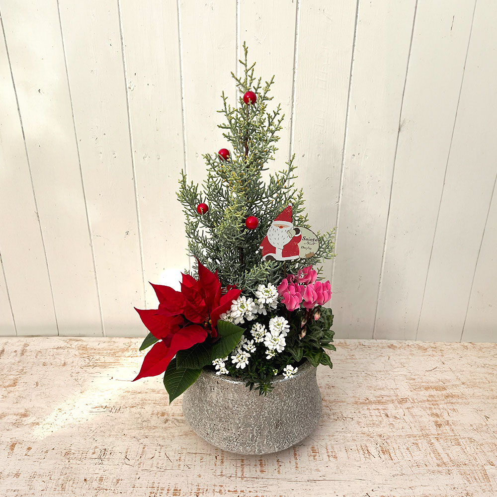 クリスマス コンテナプランツ「クリスマスガーデン」
