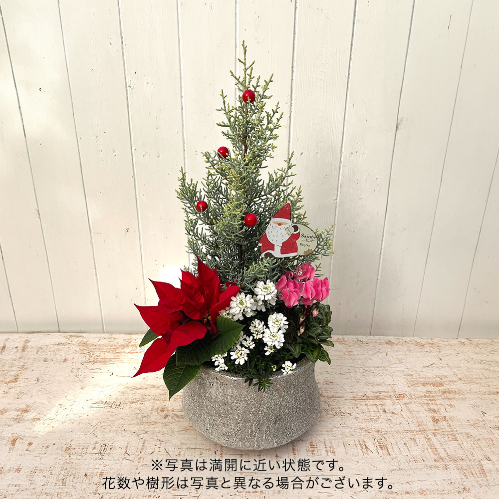 クリスマス コンテナプランツ「クリスマスガーデン」