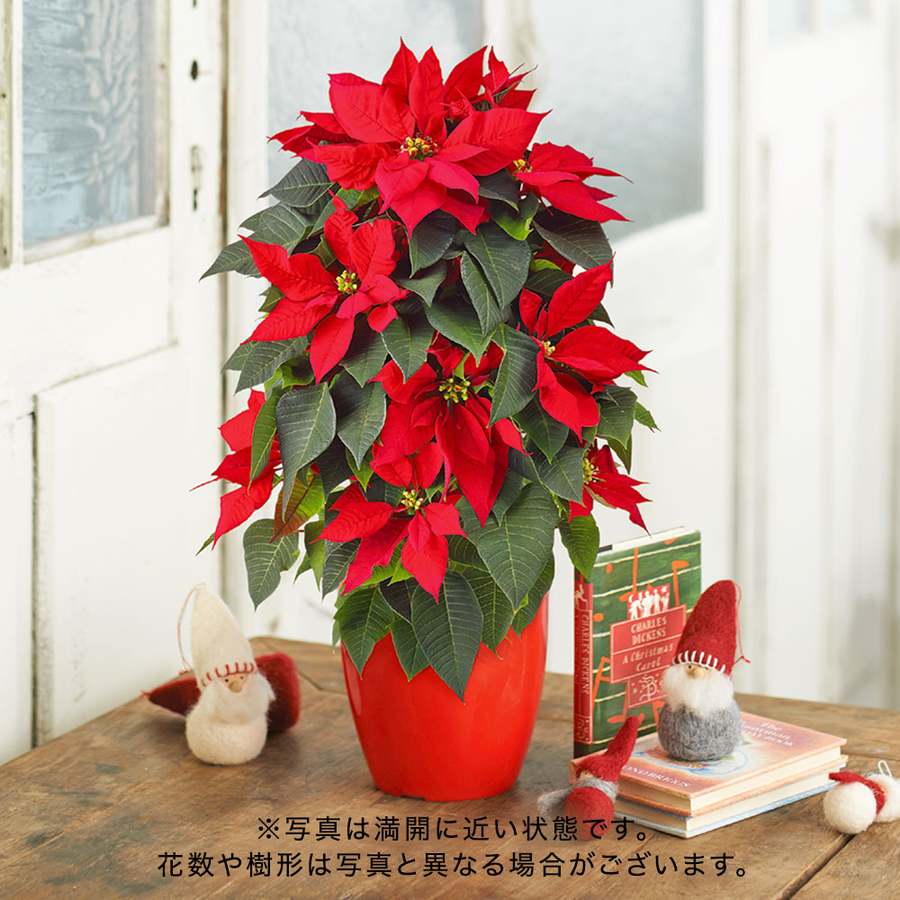 クリスマス ポインセチア タワー仕立て（5号）