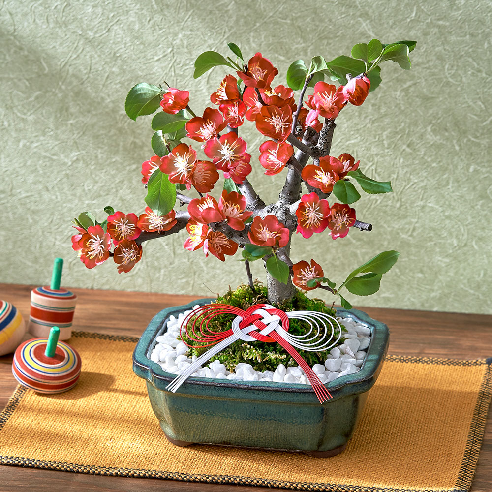 お正月 木瓜（4号）