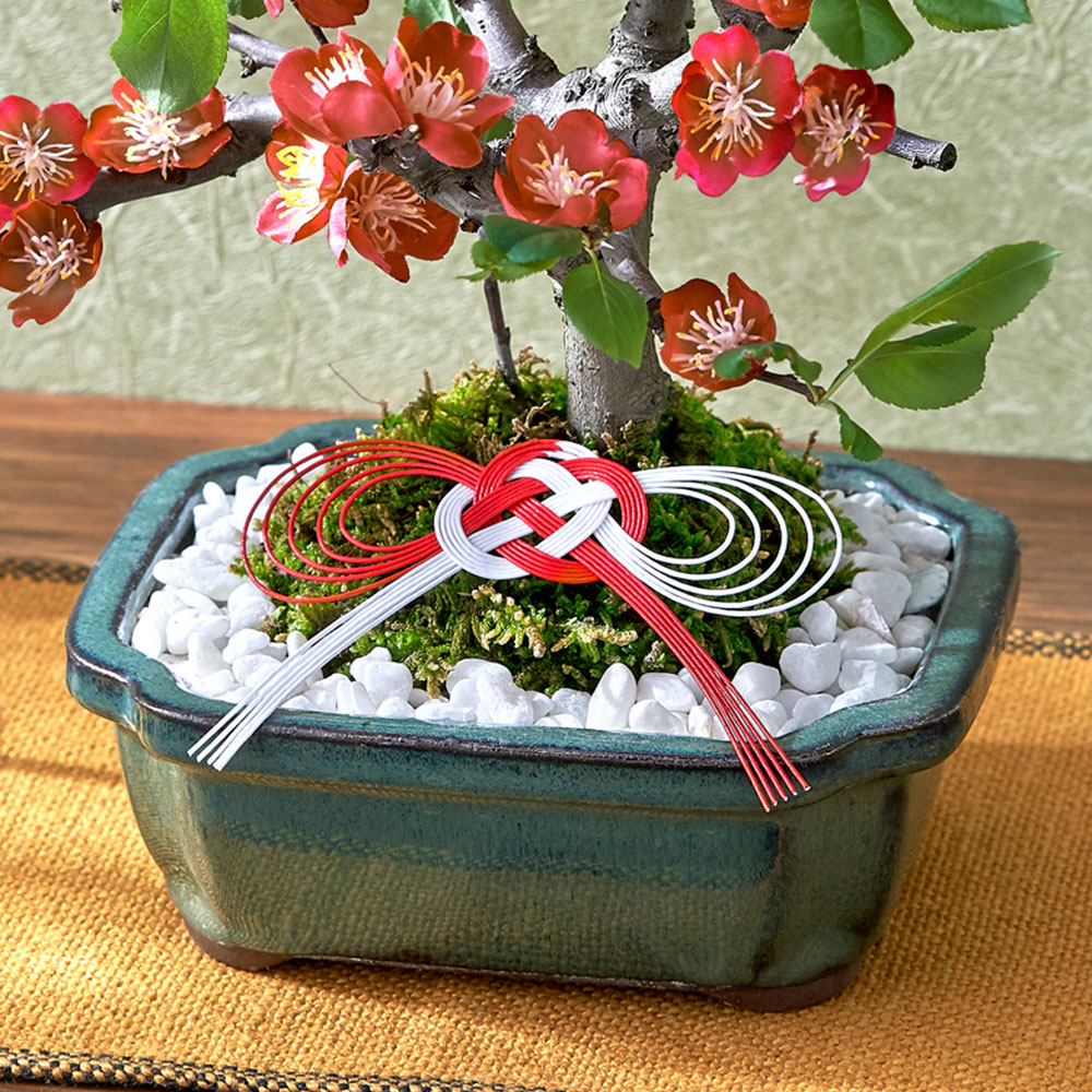 お正月 木瓜（4号）