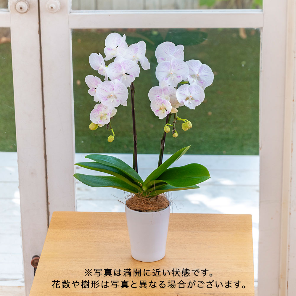 お歳暮 ミディ胡蝶蘭「天使のハゴロモ」（2本立ち）