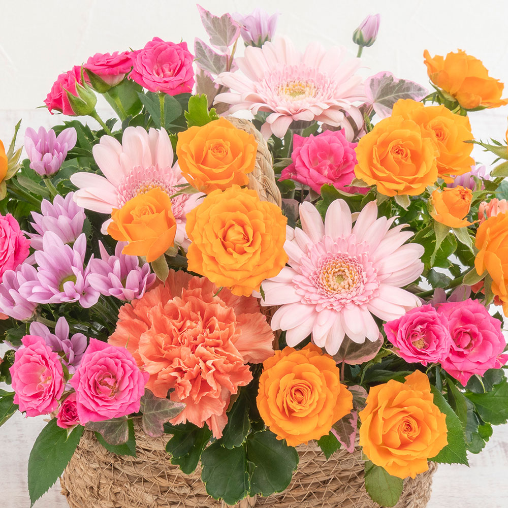 10月旬の花 ガーベラ アレンジメント「メランジ」