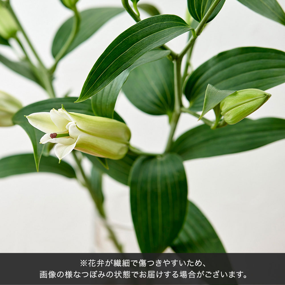 【お供え用】 アレンジメント「春霞（はるがすみ）」