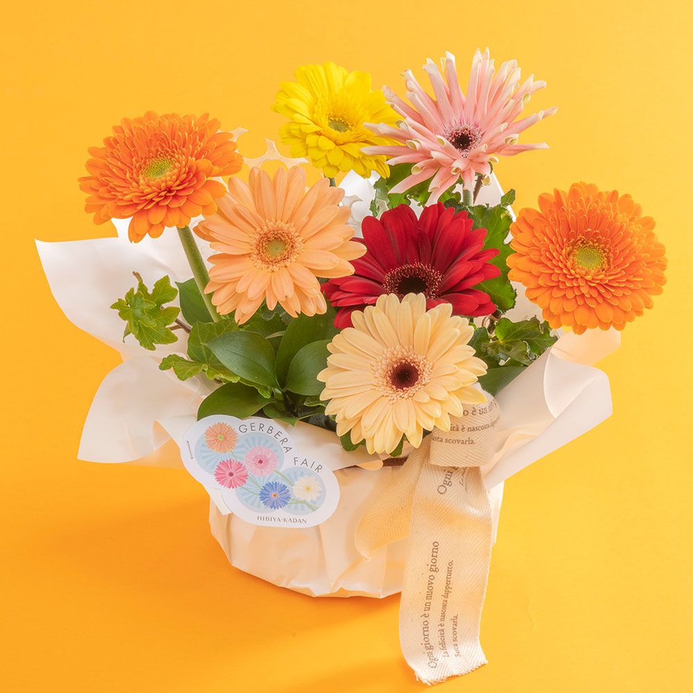 【期間限定】アレンジメント「ガーベラ」