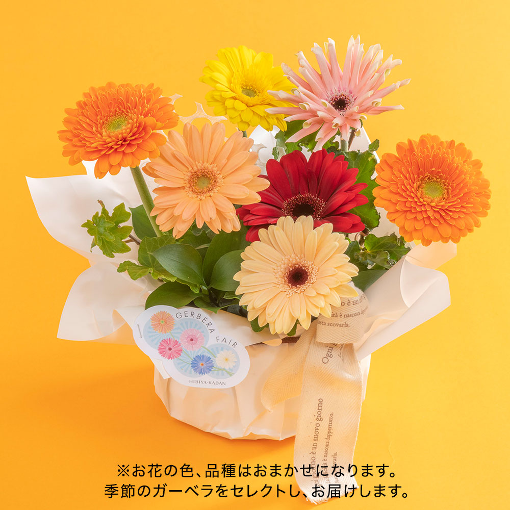 【期間限定】アレンジメント「ガーベラ」