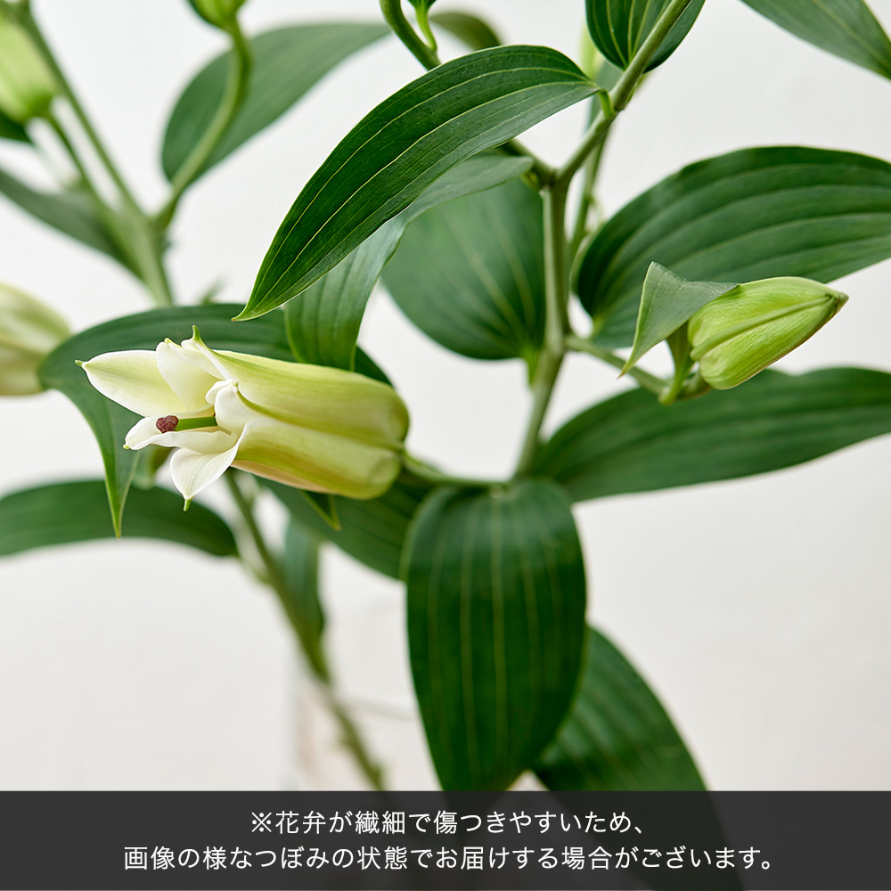 【お供え用】 O・SO・NA・E flower 「6月のスペシャルアレンジメント」