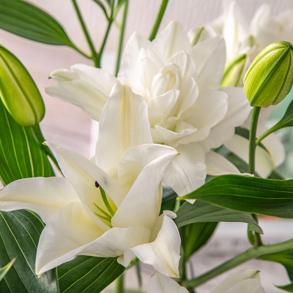 【厳選お花便】栃木県宇都宮市「F.F HIRAIDE（エフ・エフ・ヒライデ）」のユリ