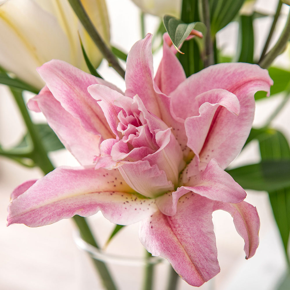 【厳選お花便】栃木県宇都宮市「F.F HIRAIDE（エフ・エフ・ヒライデ）」のユリ