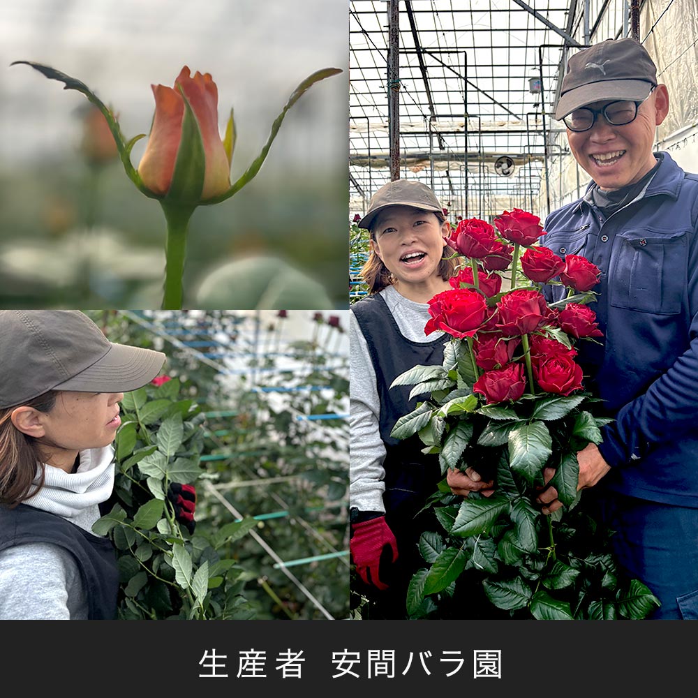 【厳選お花便】静岡県袋井市「安間バラ園」のバラ