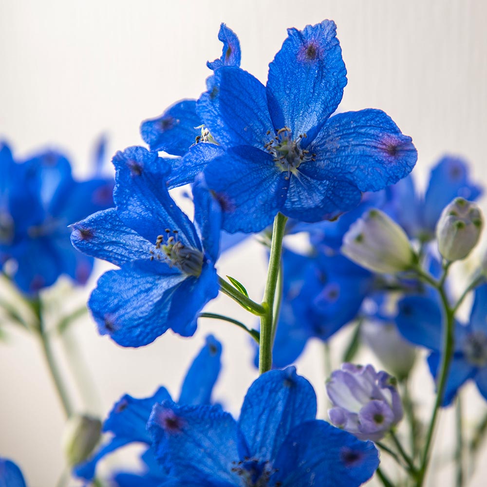 【厳選お花便】栃木県日光市「日光園藝」のデルフィニウムお任せMIX