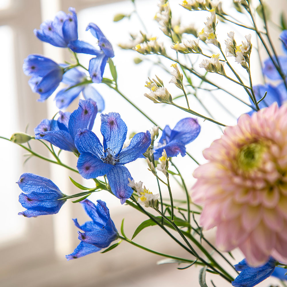 【厳選お花便】栃木県日光市「日光園藝」のデルフィニウムお任せMIX