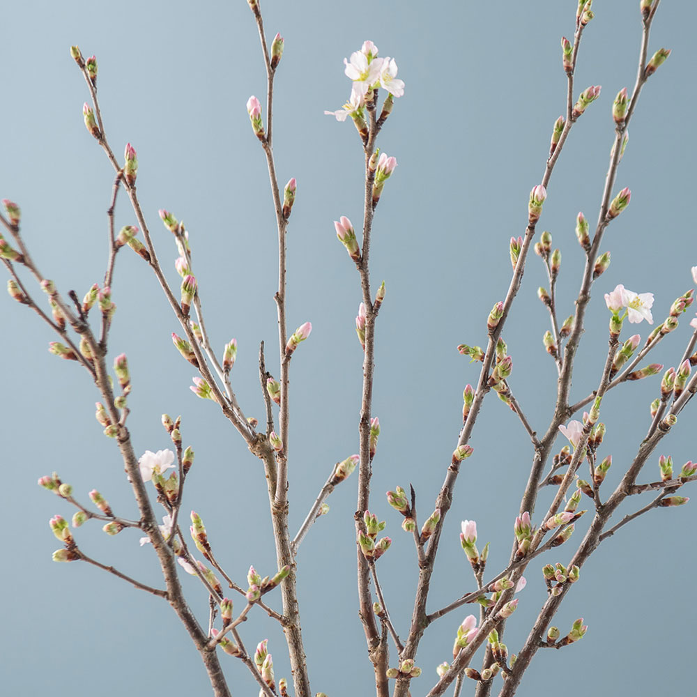 【バイヤー厳選】山形県西川町産｢啓翁桜｣