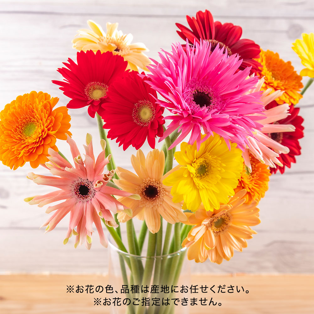 【期間限定】愛知県田原市「TOKIYA GERBERA」ガーベラお任せミックス