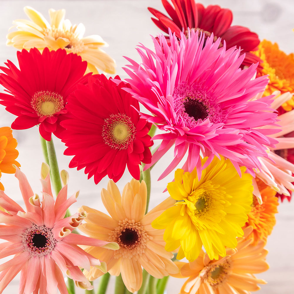 【期間限定】愛知県田原市「TOKIYA GERBERA」ガーベラお任せミックス