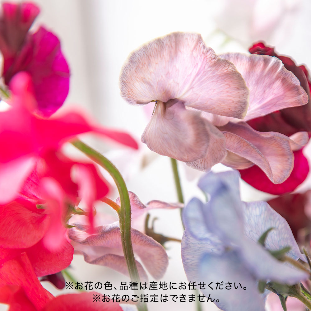 【プレミアム厳選お花便】岡山県倉敷市「ファームたかお」のスイートピー（10本）