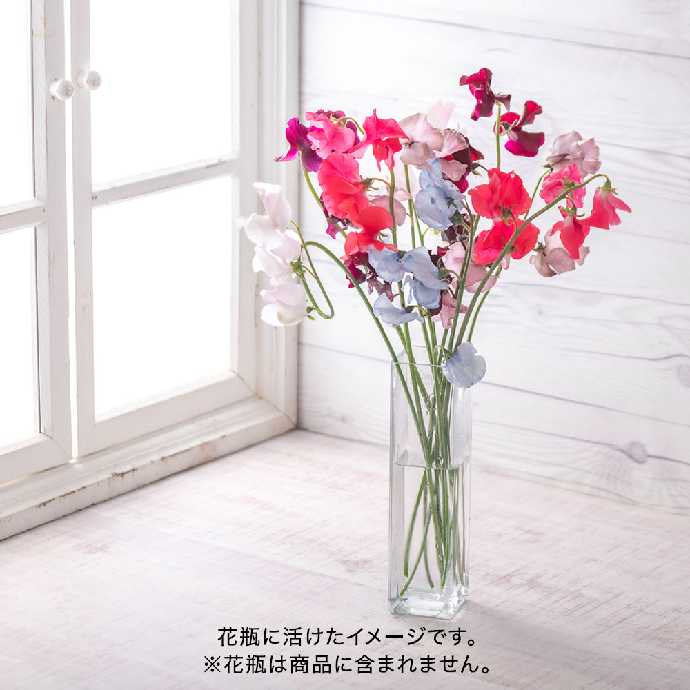 【プレミアム厳選お花便】岡山県倉敷市「ファームたかお」のスイートピー（10本）