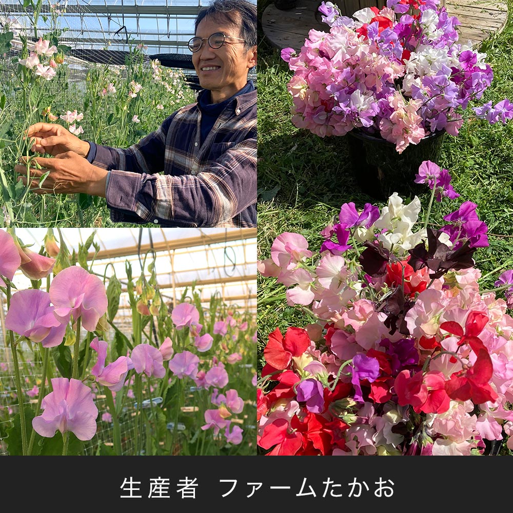 【プレミアム厳選お花便】岡山県倉敷市「ファームたかお」のスイートピー（10本）