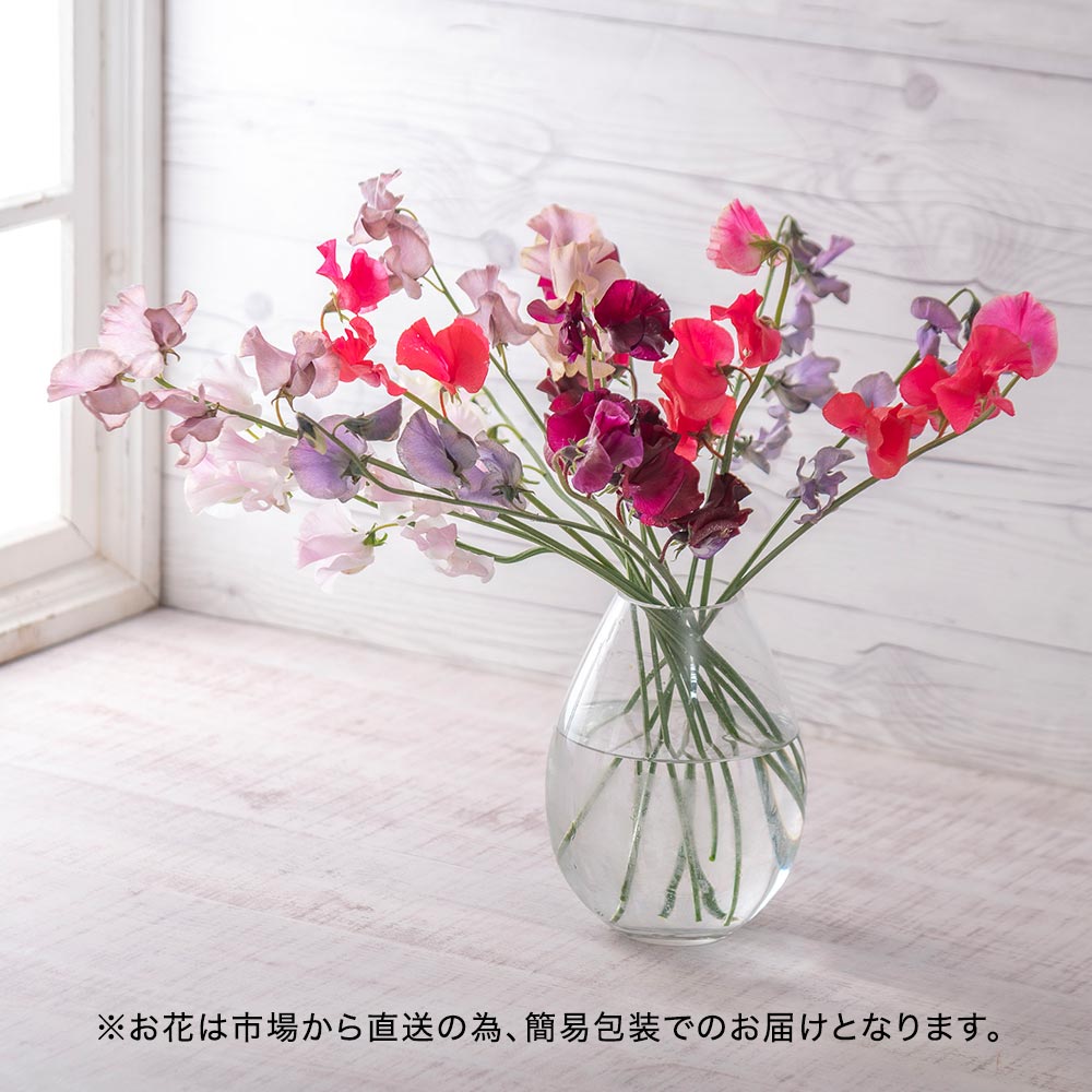 【プレミアム厳選お花便】岡山県倉敷市「ファームたかお」のスイートピー（15本）