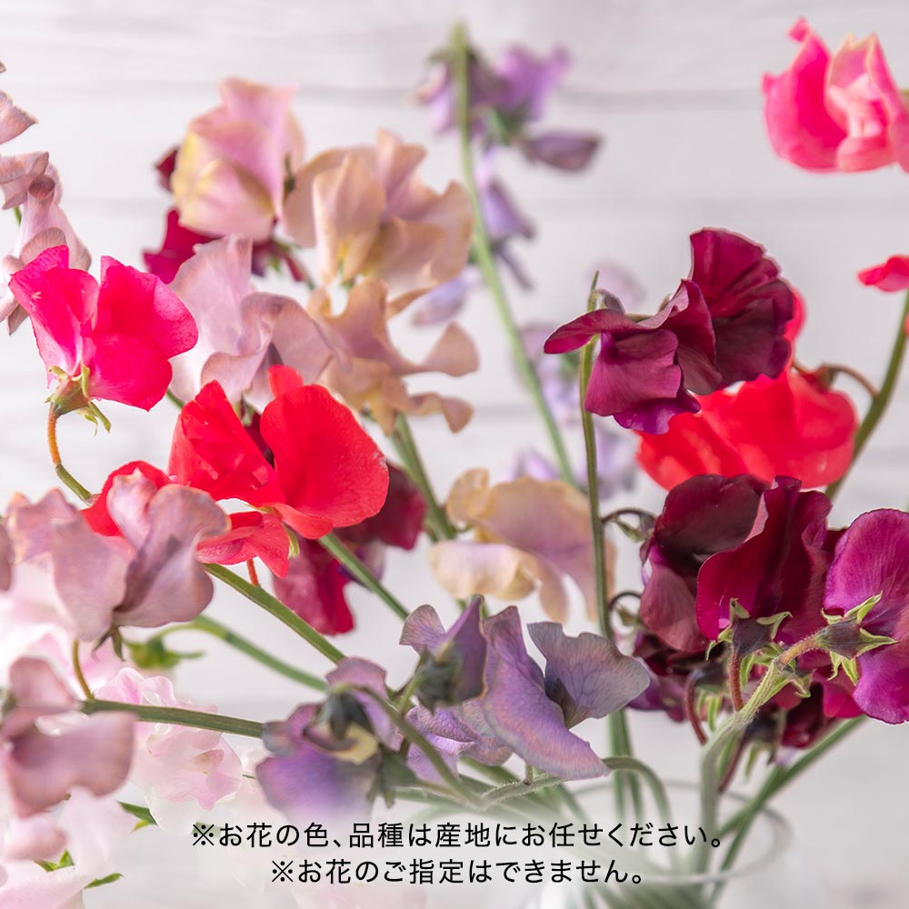 【プレミアム厳選お花便】岡山県倉敷市「ファームたかお」のスイートピー（15本）