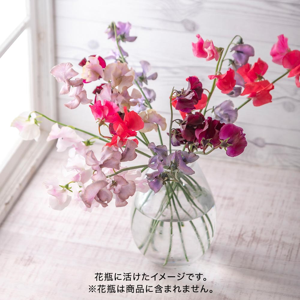 【プレミアム厳選お花便】岡山県倉敷市「ファームたかお」のスイートピー（15本）