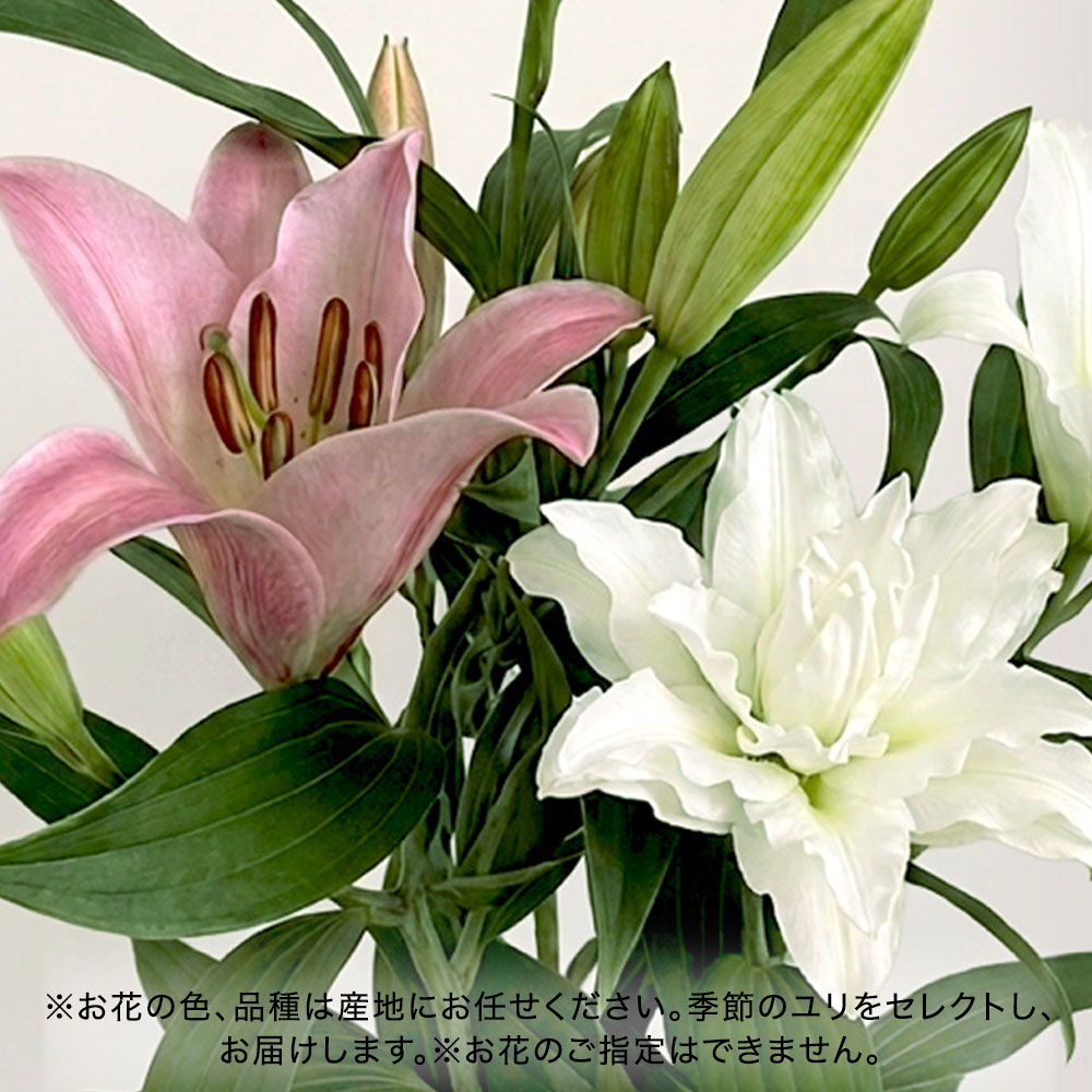 【厳選お花便】栃木県宇都宮市「F.F HIRAIDE（エフ・エフ・ヒライデ）」のユリ