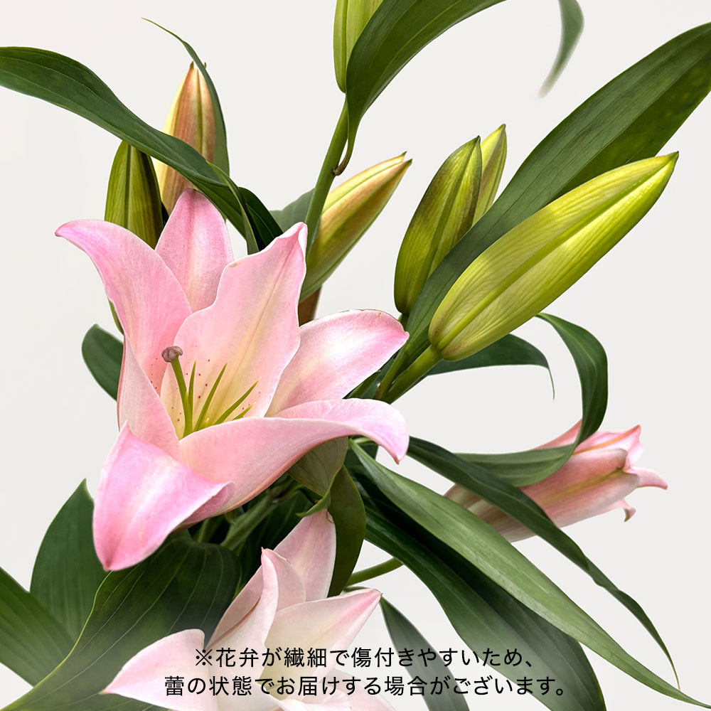 【厳選お花便】栃木県宇都宮市「F.F HIRAIDE（エフ・エフ・ヒライデ）」のユリ