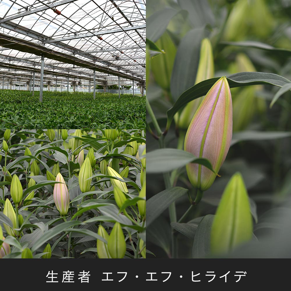 【厳選お花便】栃木県宇都宮市「F.F HIRAIDE（エフ・エフ・ヒライデ）」のユリ
