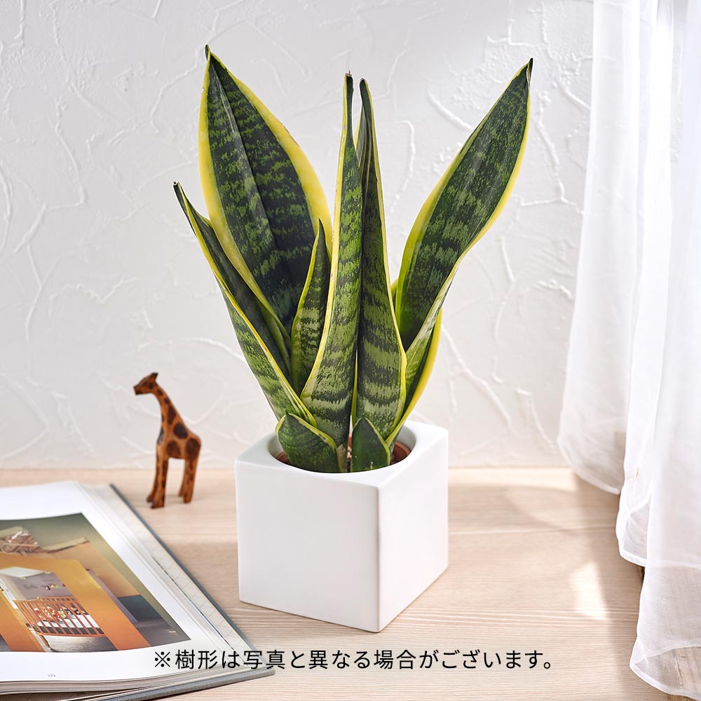 お手入れかんたん観葉植物「サンスベリア・フツーラ（スクエアホワイト）」