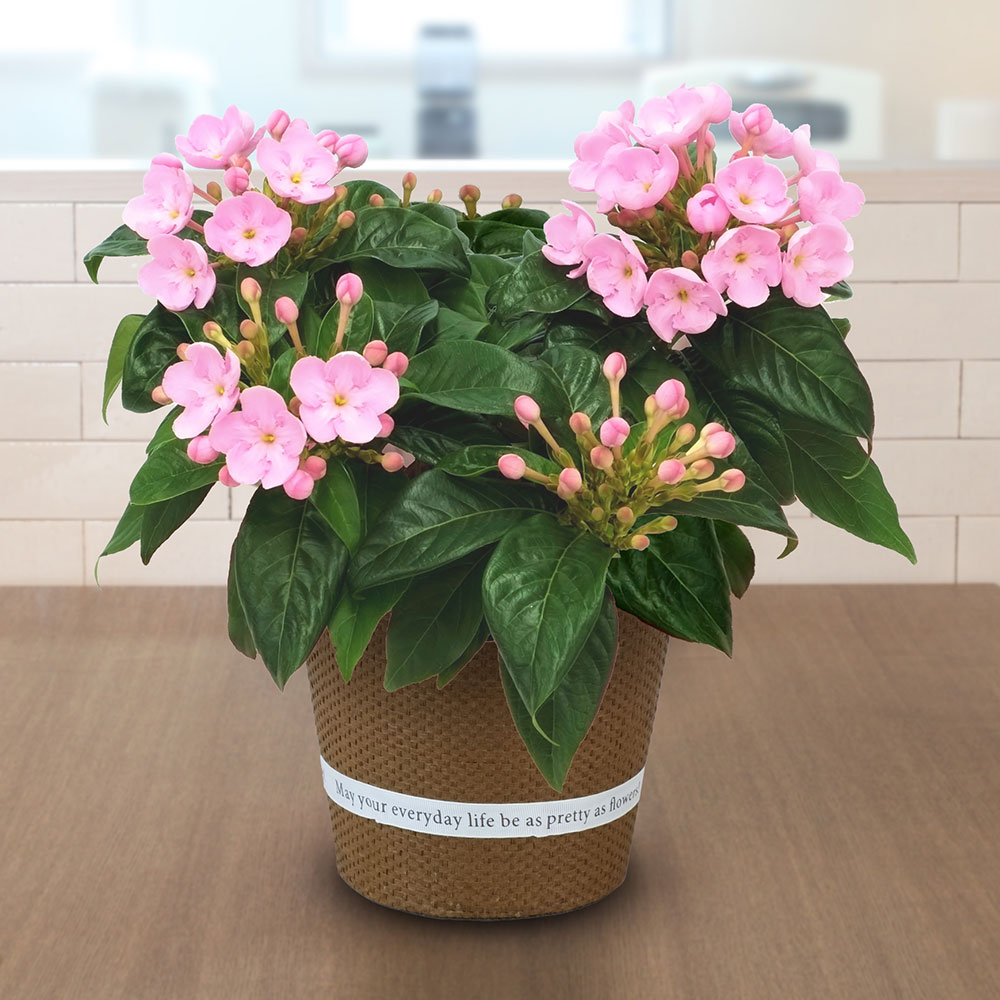 旬の鉢 におい桜（5号）