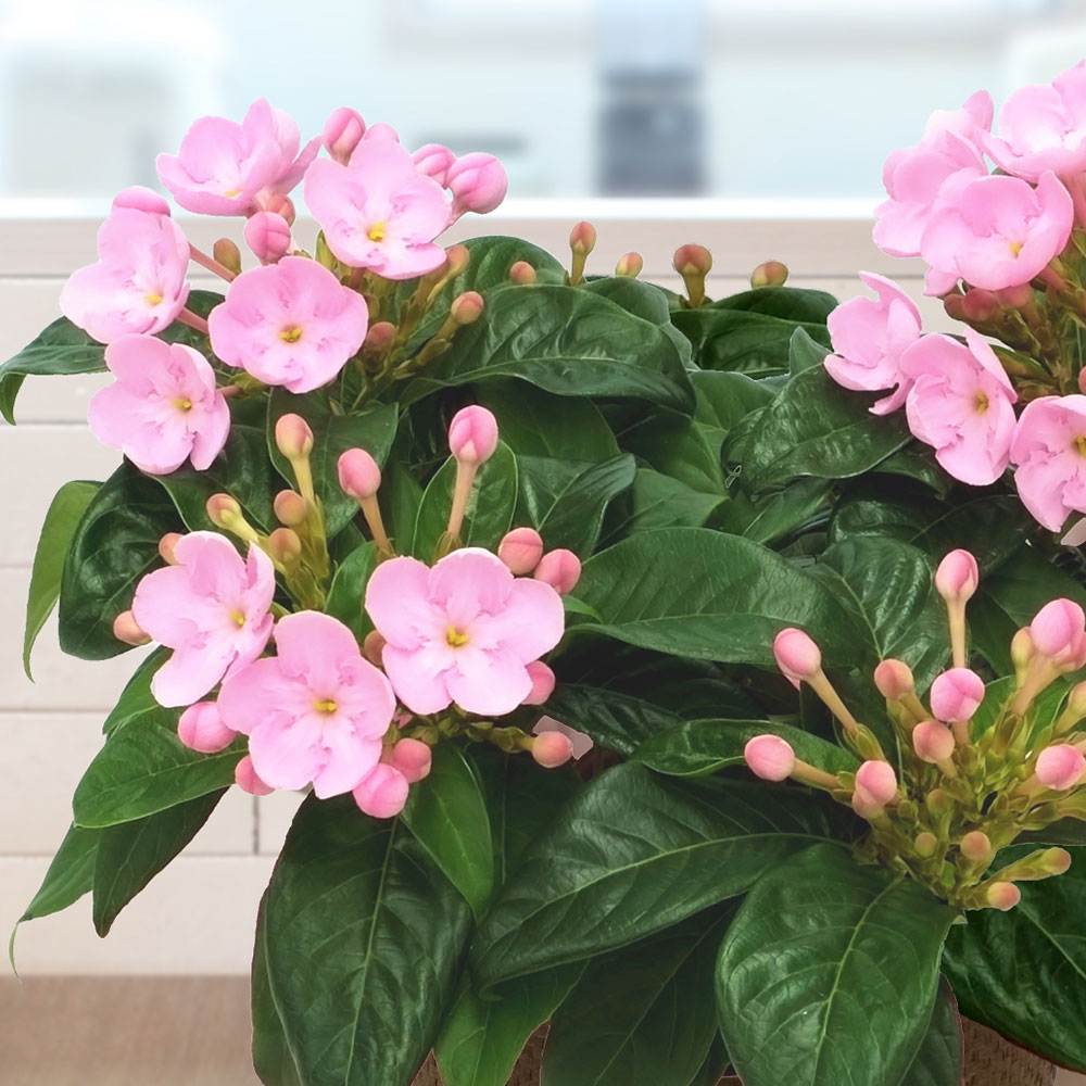 旬の鉢 におい桜（5号）