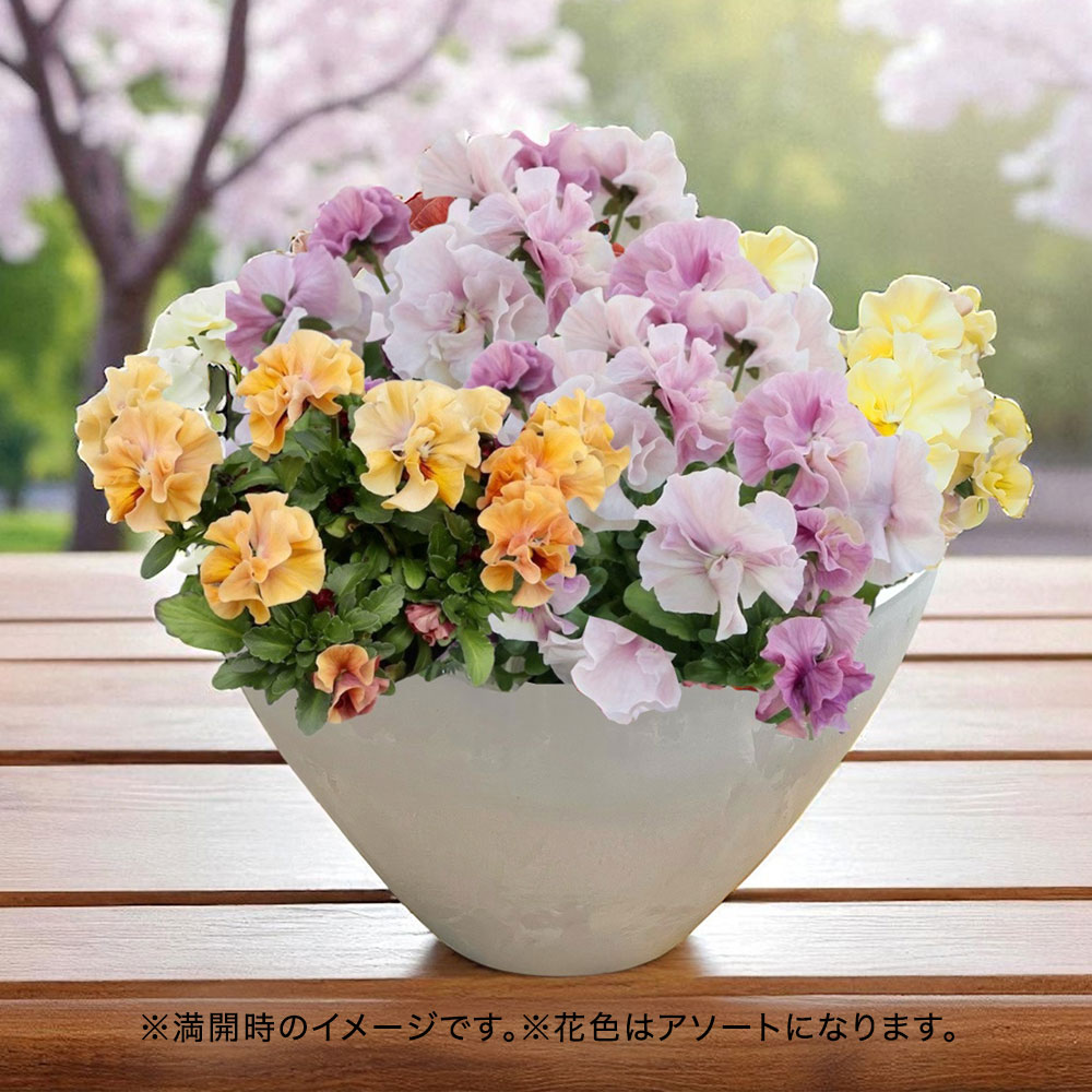 フリル咲きパンジー寄せ植え（シエルブリエ色おまかせMIX）