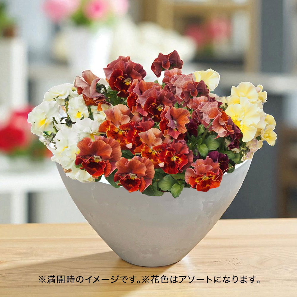 フリル咲きパンジー寄せ植え（シエルブリエ色おまかせMIX）