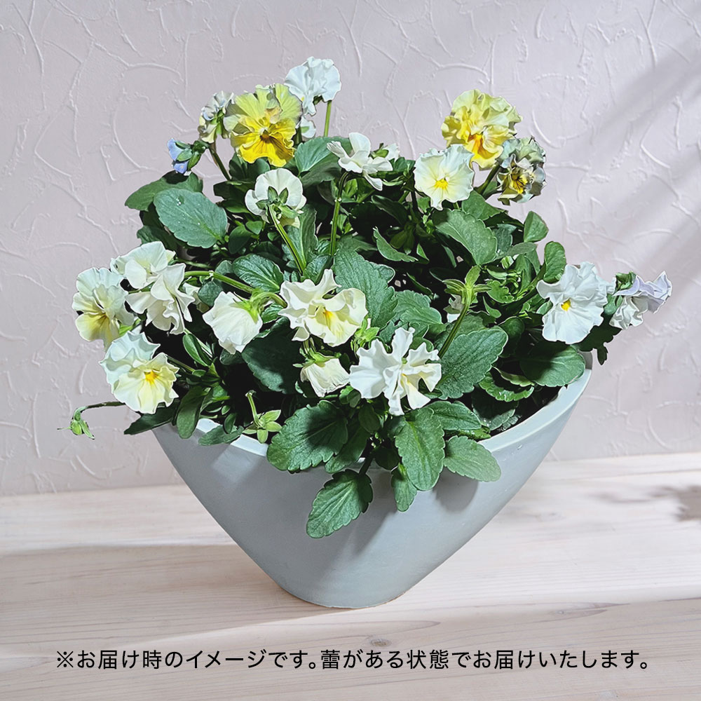 フリル咲きパンジー寄せ植え（シエルブリエ色おまかせMIX）