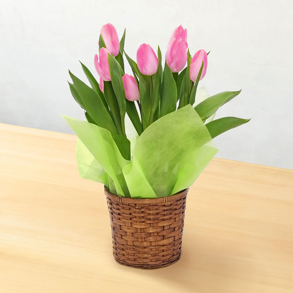 旬の鉢チューリップ（ピンク）5号