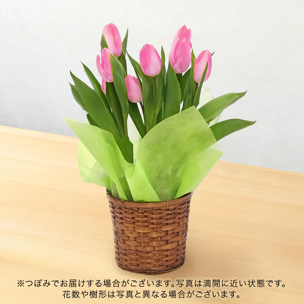 旬の鉢チューリップ（ピンク）5号